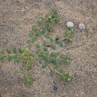 Euphorbia rosea Retz.